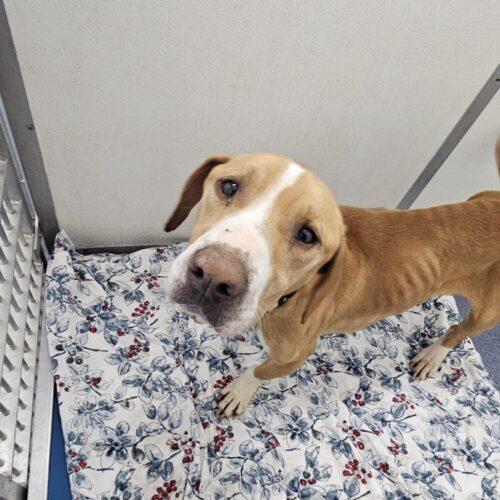 Enlarge Clyde, a Adoptable mixed breed in Richmond, MO image 3/5