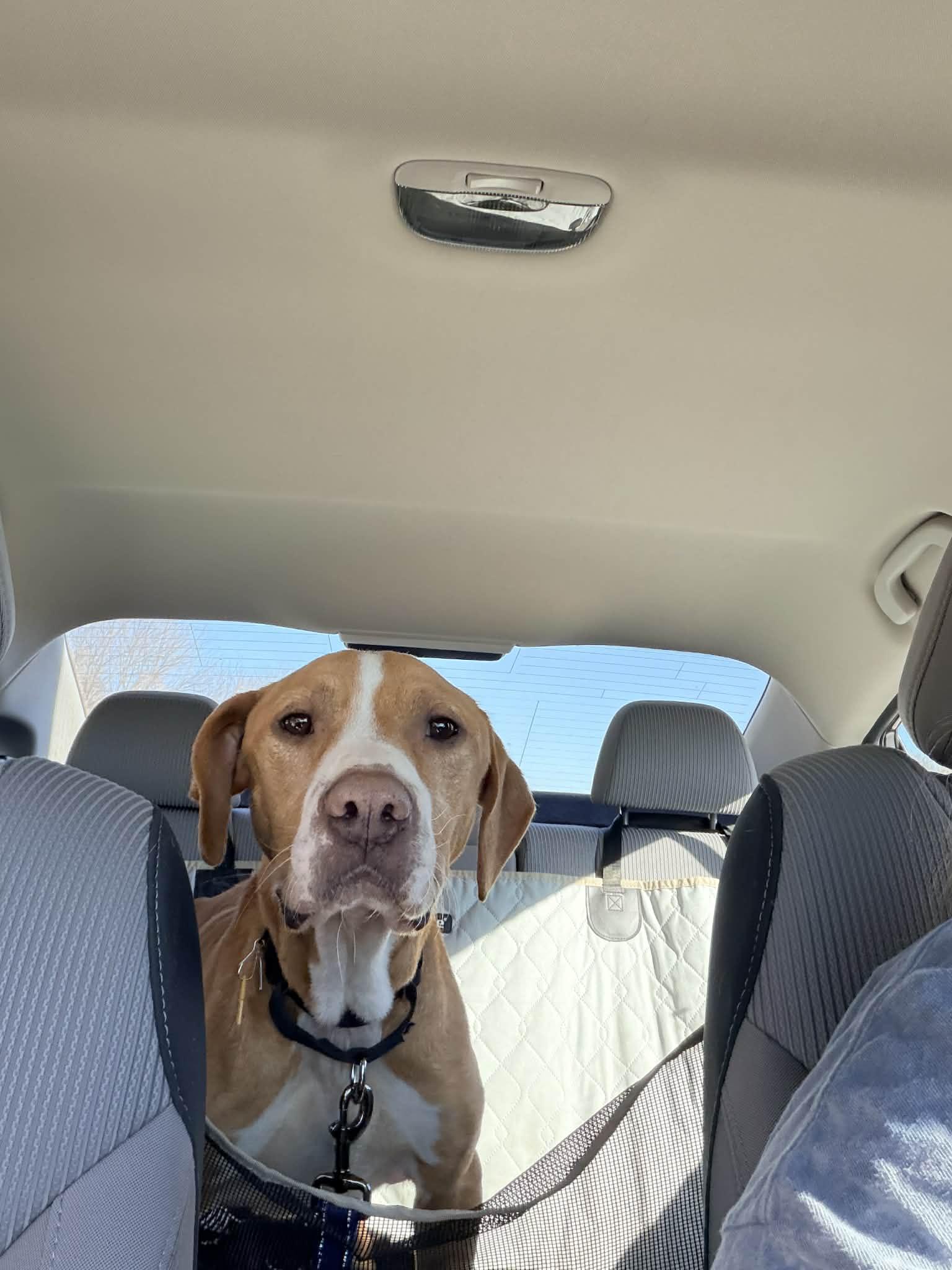 Enlarge Clyde, a Adoptable mixed breed in Richmond, MO image 3/5