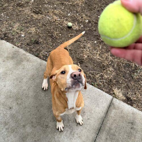 Enlarge Clyde, a Adoptable mixed breed in Richmond, MO image 4/5