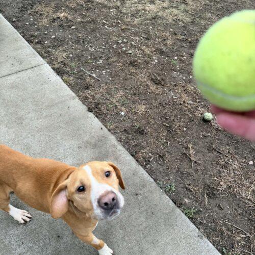 Enlarge Clyde, a Adoptable mixed breed in Richmond, MO image 5/5