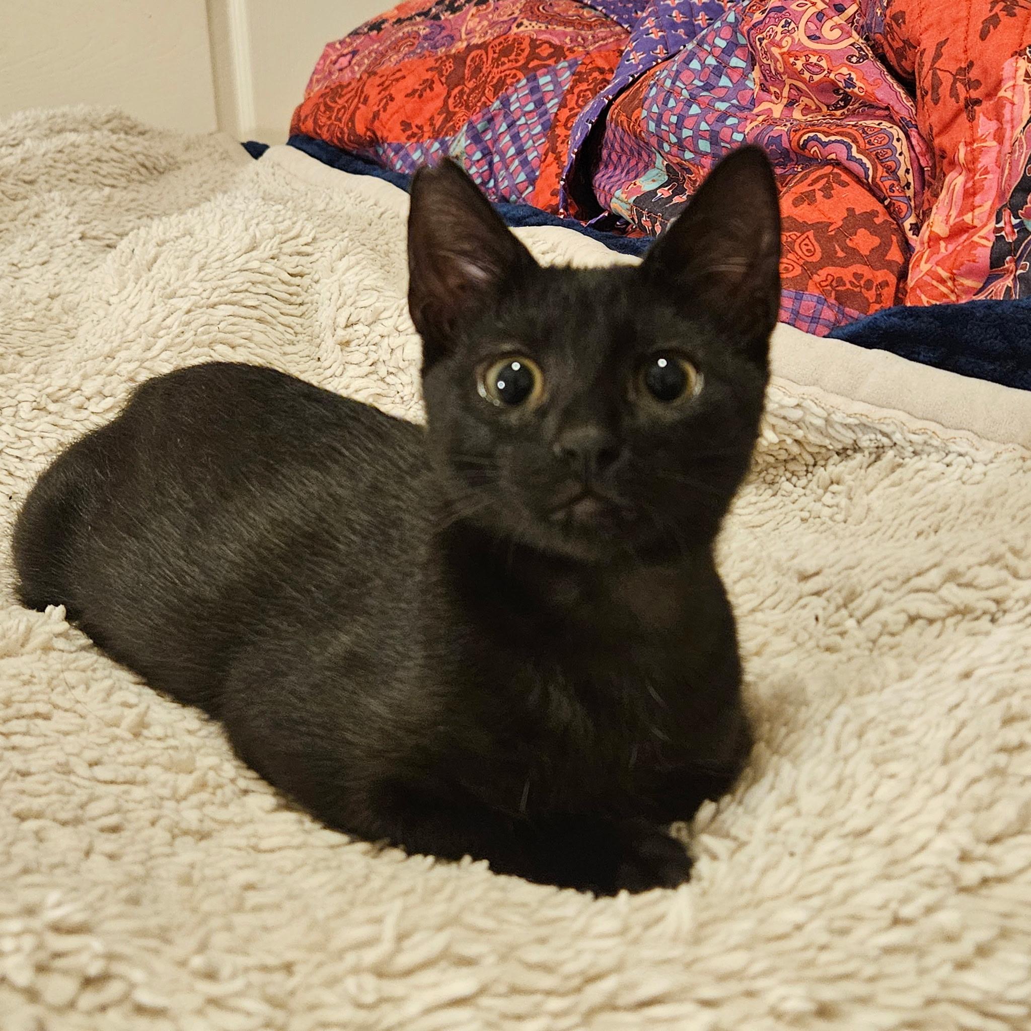 Ducky, Baby Female Domestic Short Hair