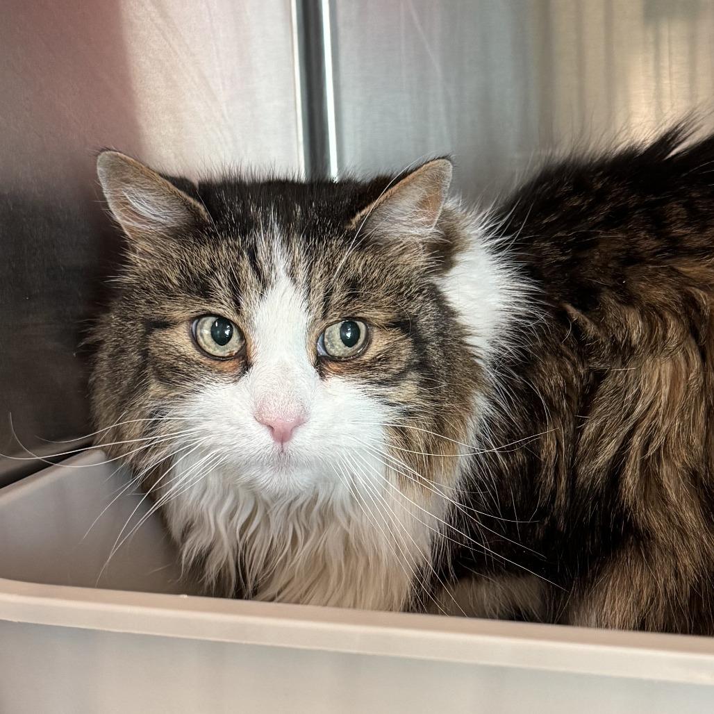 Enlarge Tobes, a Adoptable Domestic Long Hair in Lakewood, CO image 1/1