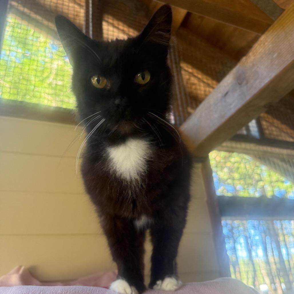 Enlarge Gidget FKA Moura, a Adoptable Domestic Short Hair in Fort Bragg, CA image 1/4