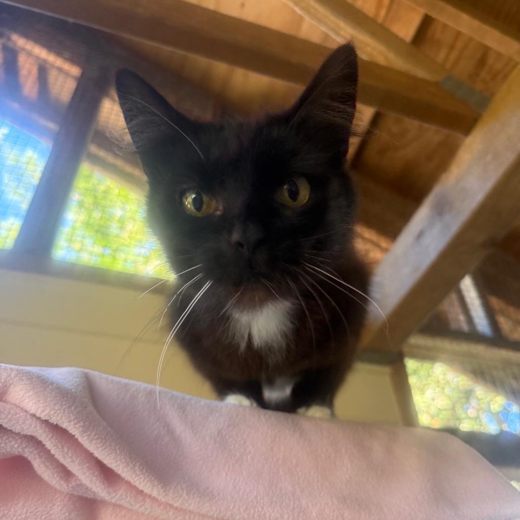 Enlarge Gidget FKA Moura, a Adoptable Domestic Short Hair in Fort Bragg, CA image 2/4