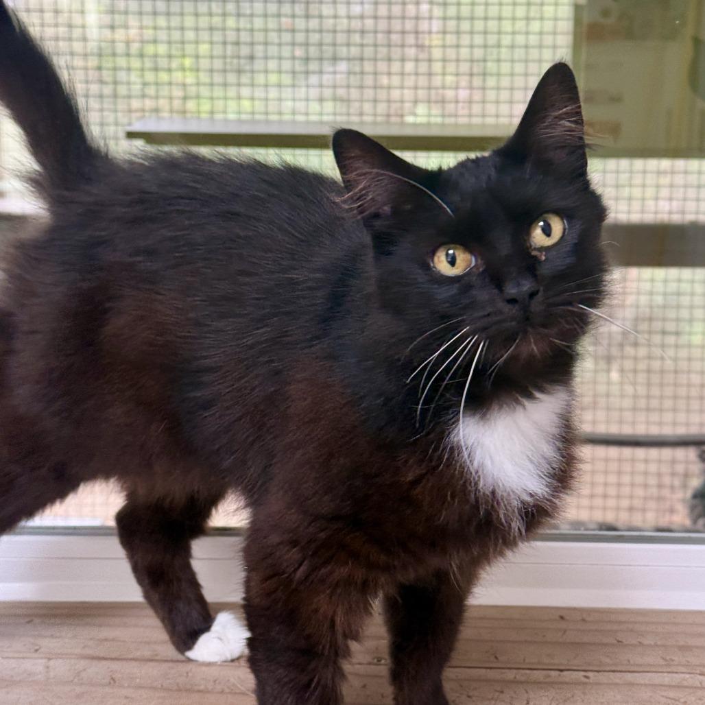 Enlarge Gidget FKA Moura, a Adoptable Domestic Short Hair in Fort Bragg, CA image 3/4