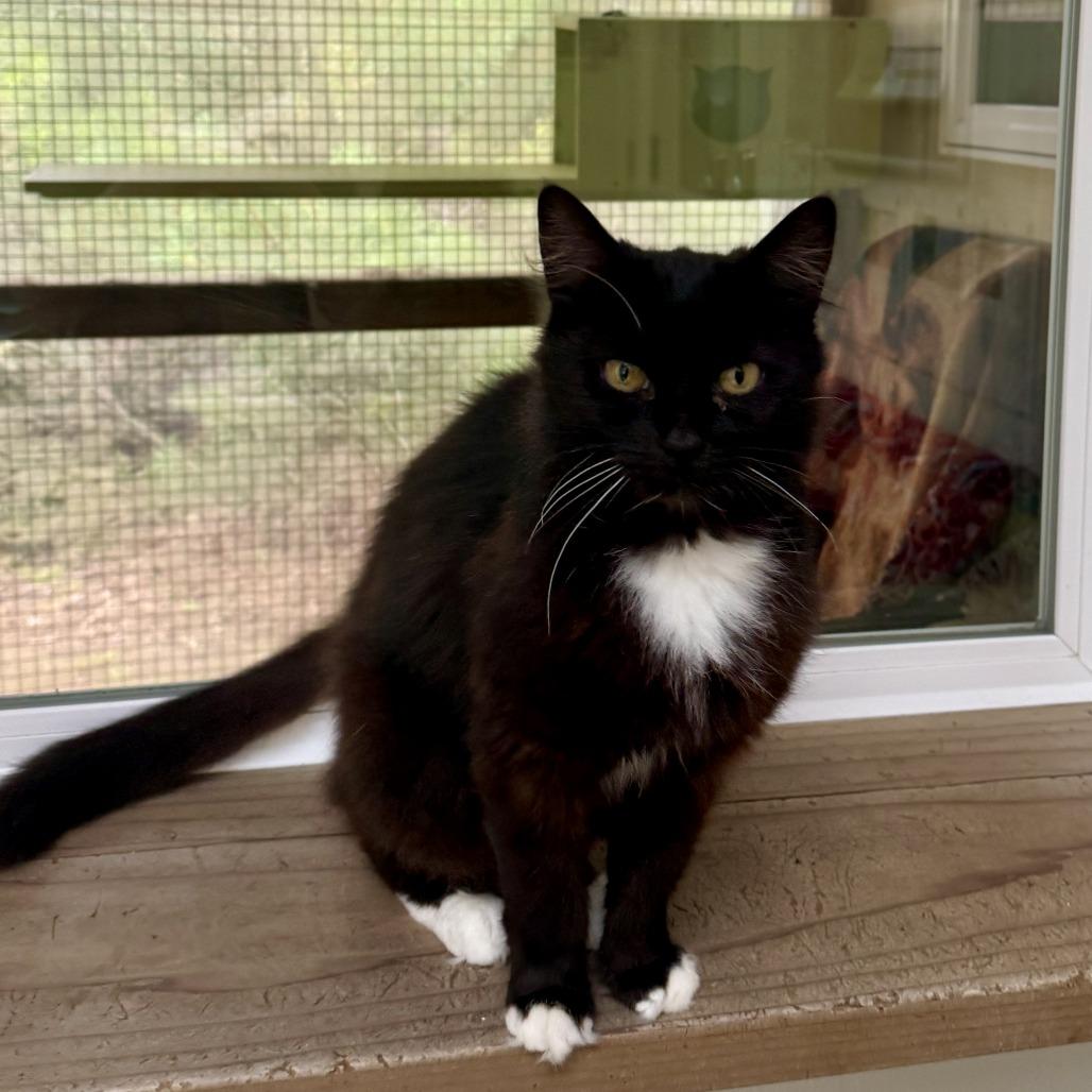 Enlarge Gidget FKA Moura, a Adoptable Domestic Short Hair in Fort Bragg, CA image 4/4