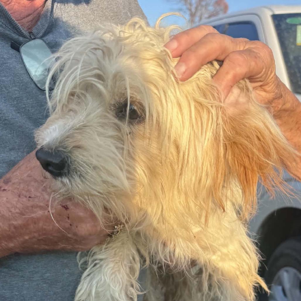 Mr. Crockett, Adoptable, Adult Male Terrier & Mixed Breed.