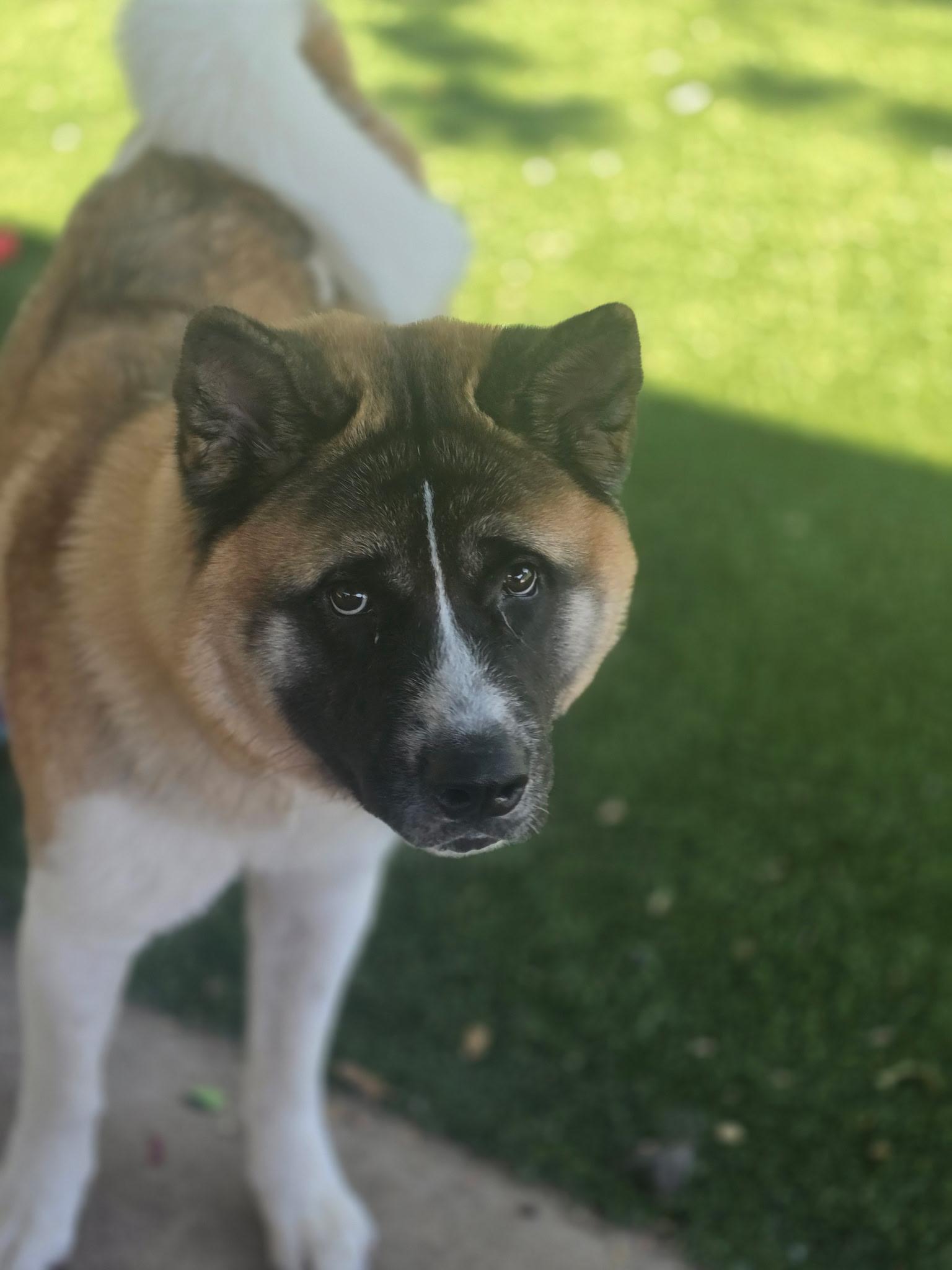 Enlarge Sir Albert, a ADOPTABLE Akita in Allen, TX image 3/4