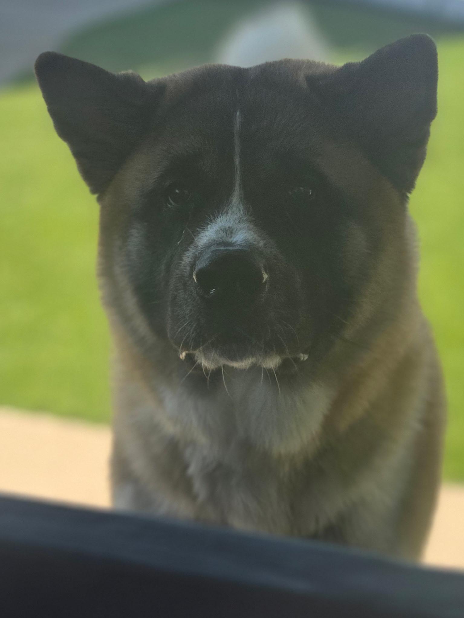 Enlarge Sir Albert, a ADOPTABLE Akita in Allen, TX image 4/4