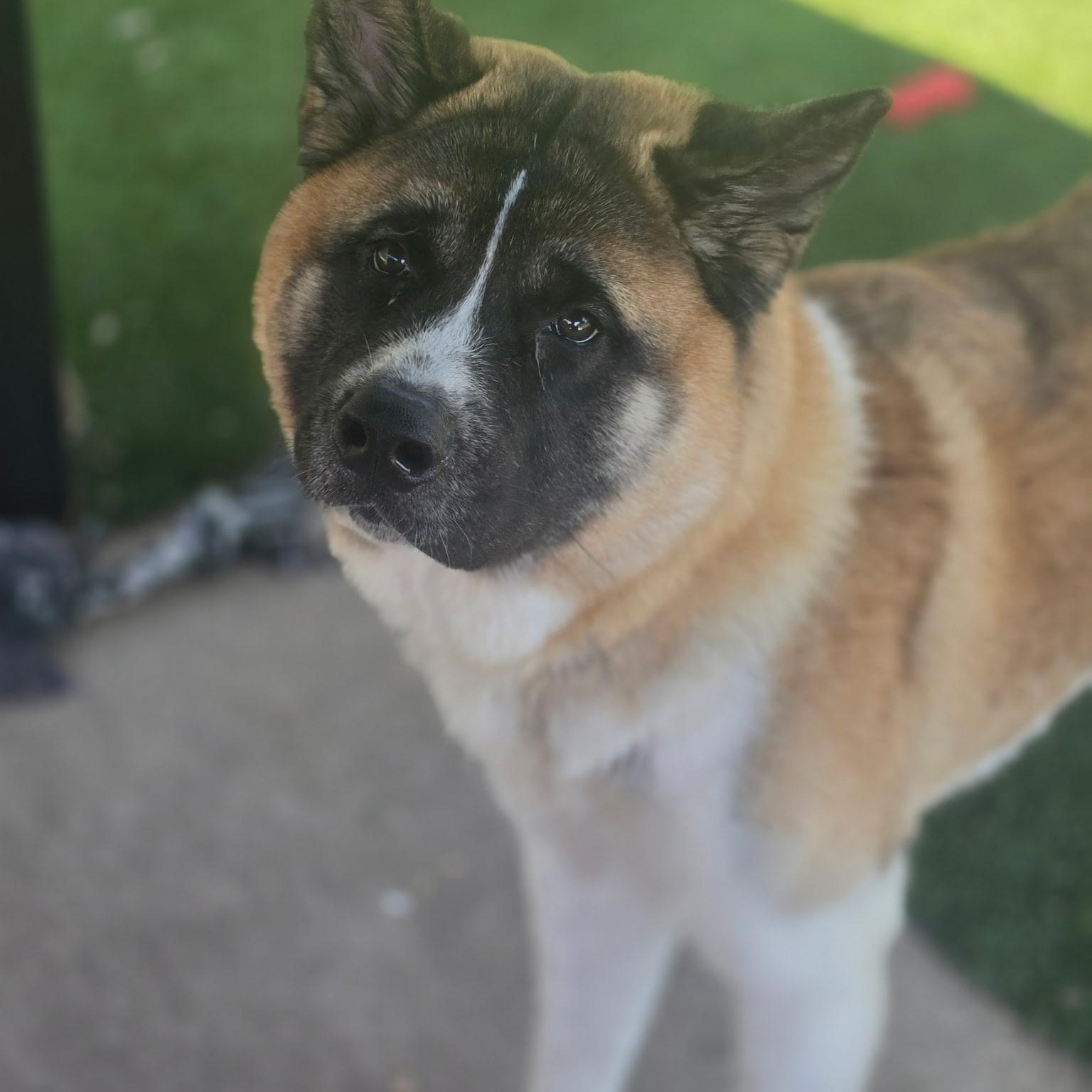 Sir Albert, ADOPTABLE, Adult Male Akita.