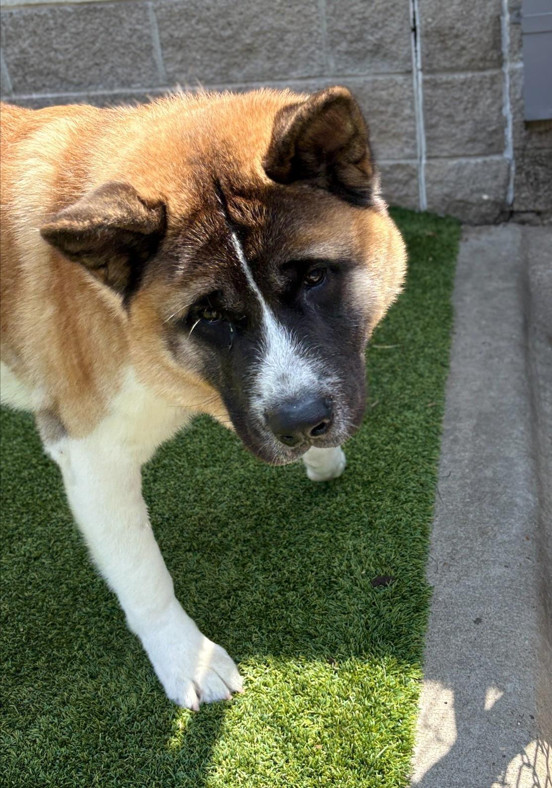 Enlarge Sir Albert, a ADOPTABLE Akita in Allen, TX image 2/4
