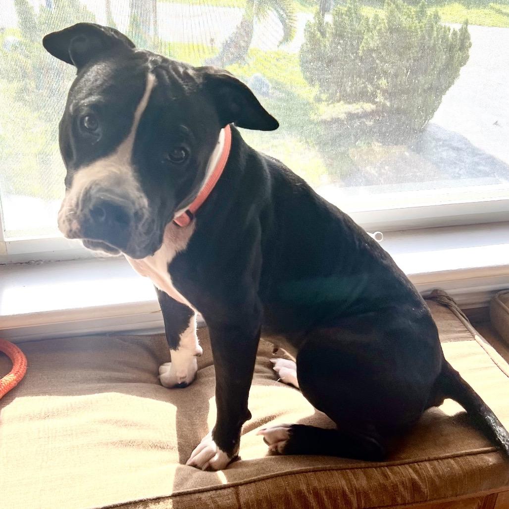 Enlarge Moonlily, a Adoptable mixed breed in Juno Beach, FL image 1/3