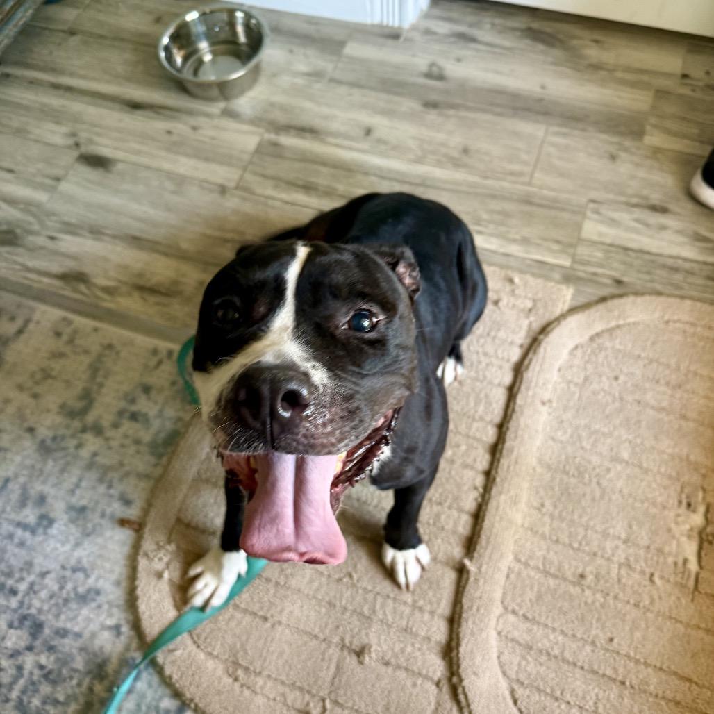 Enlarge Moonlily, a Adoptable mixed breed in Juno Beach, FL image 2/3