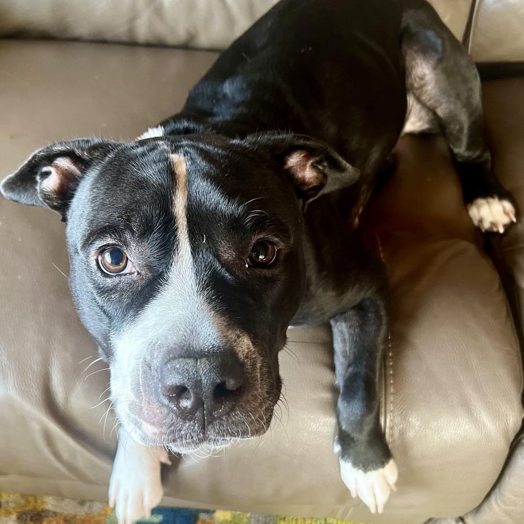 Enlarge Moonlily, a Adoptable mixed breed in Juno Beach, FL image 3/3