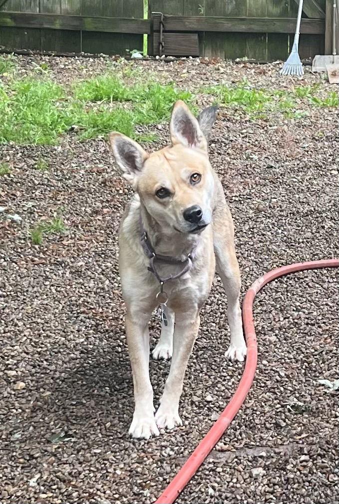 ROCKY, Adoptable, Adult Male Husky & Shepherd.