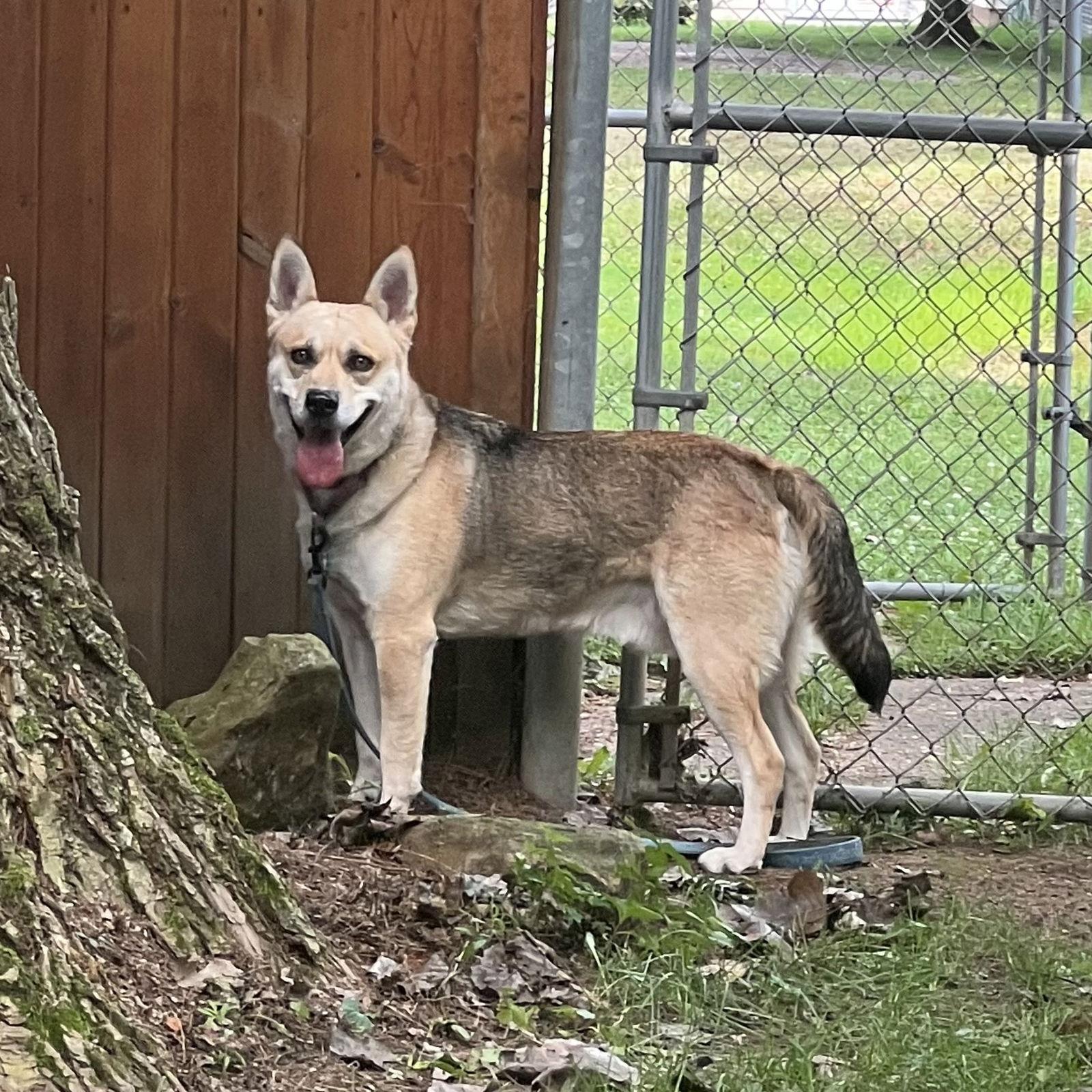 ROCKY, Adoptable, Adult Male Husky & Shepherd.