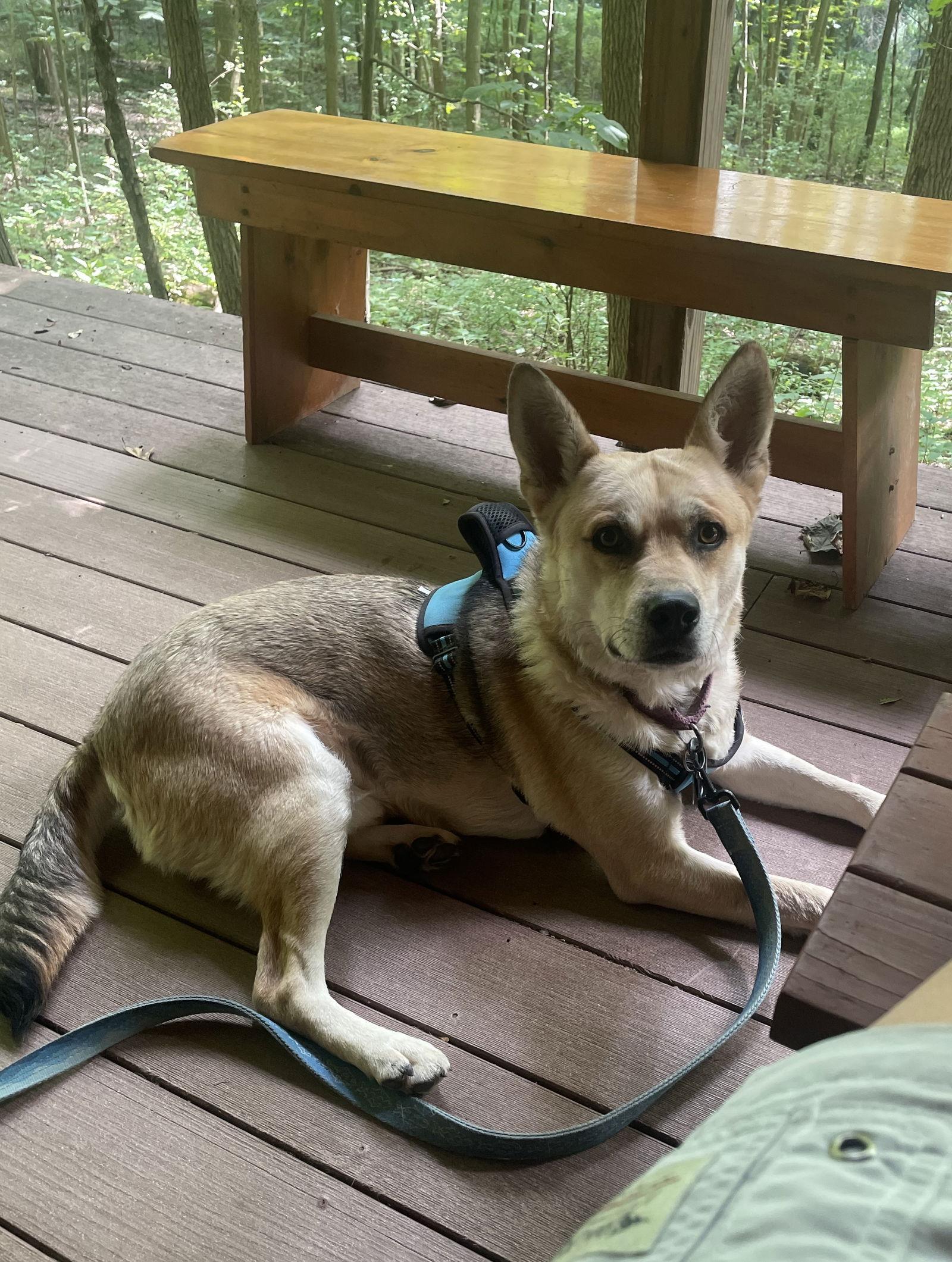 ROCKY, a Adoptable mixed breed in Amherst, OH image 2/3