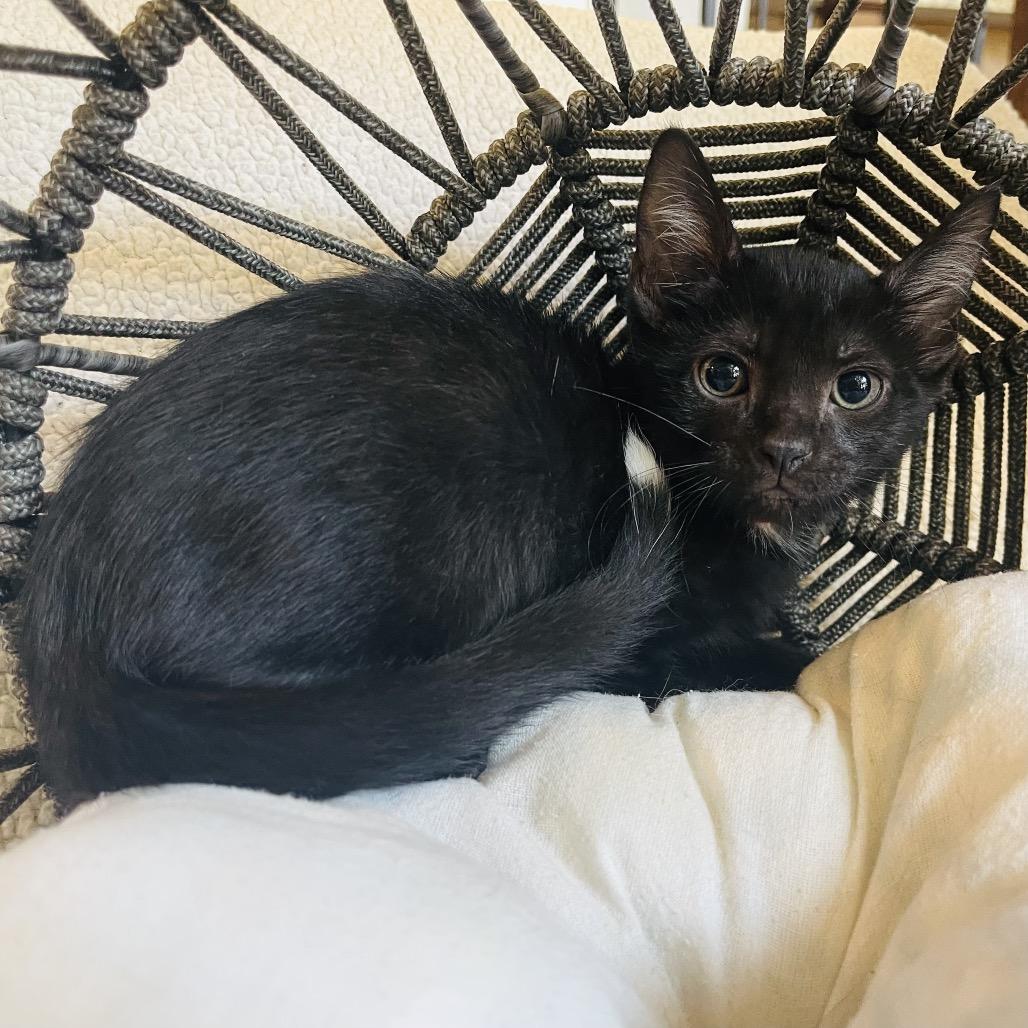 Enlarge Tippy, a Adoptable Domestic Medium Hair in Flower Mound, TX image 1/6