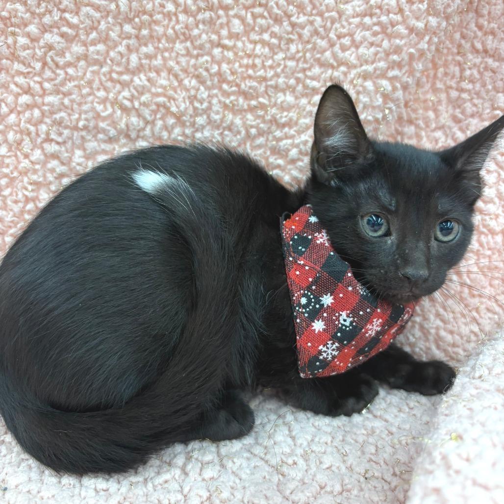 Enlarge Tippy, a Adoptable Domestic Medium Hair in Flower Mound, TX image 2/6