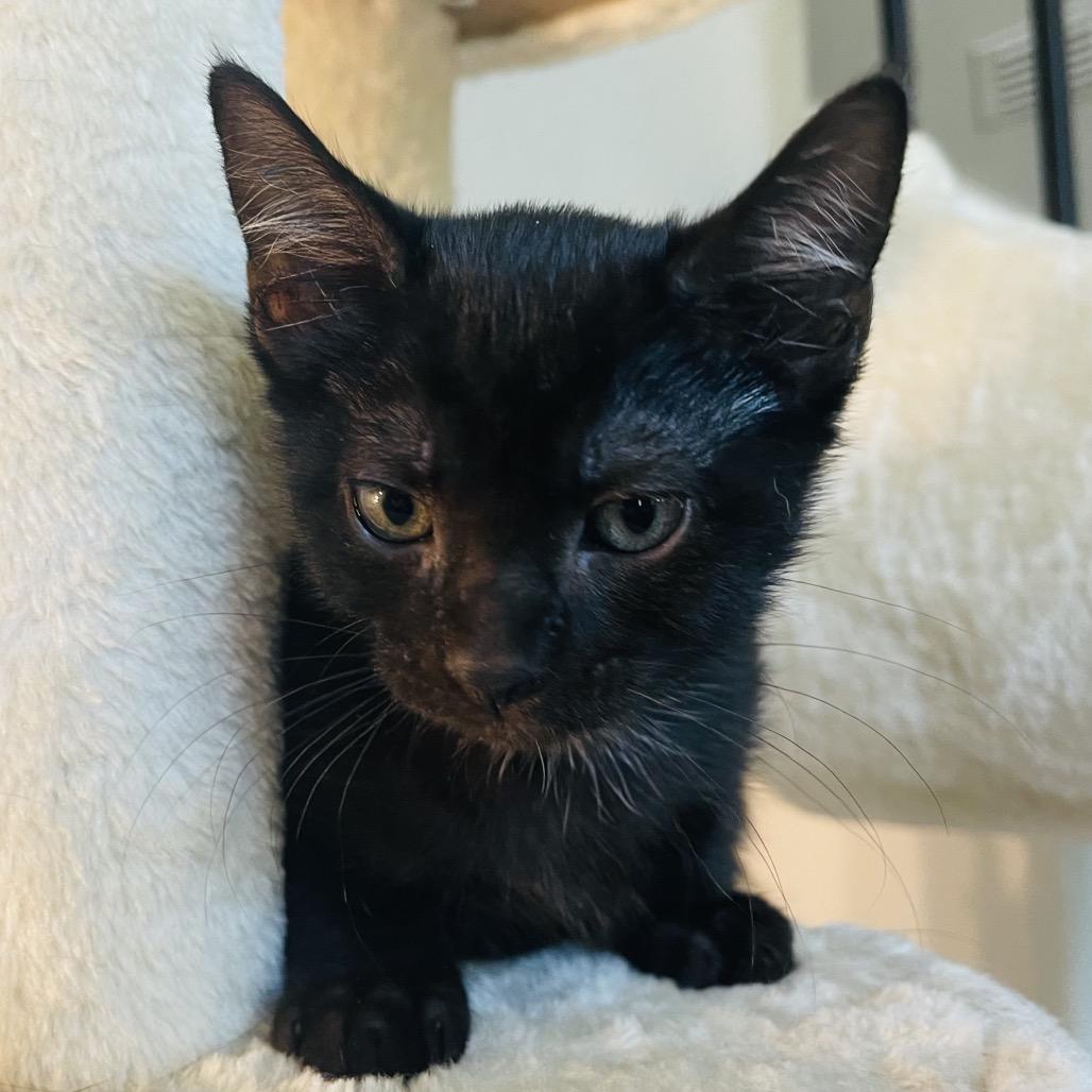 Enlarge Tippy, a Adoptable Domestic Medium Hair in Flower Mound, TX image 3/6