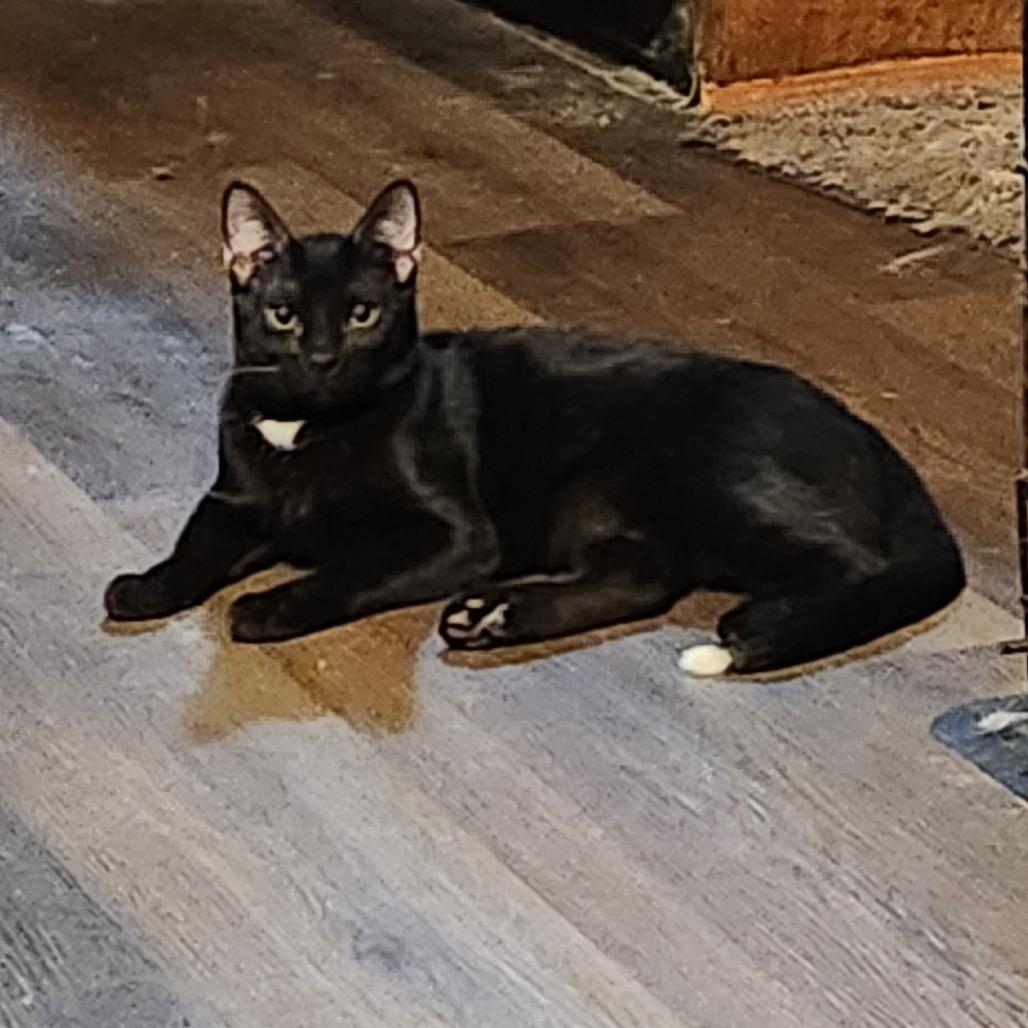 Enlarge Tippy, a Adoptable Domestic Medium Hair in Flower Mound, TX image 3/6