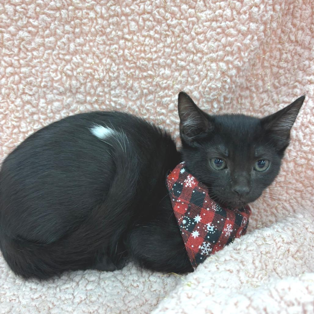 Enlarge Tippy, a Adoptable Domestic Medium Hair in Flower Mound, TX image 4/6