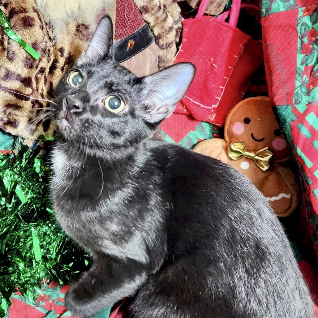 Enlarge Tippy, a Adoptable Domestic Medium Hair in Flower Mound, TX image 5/6