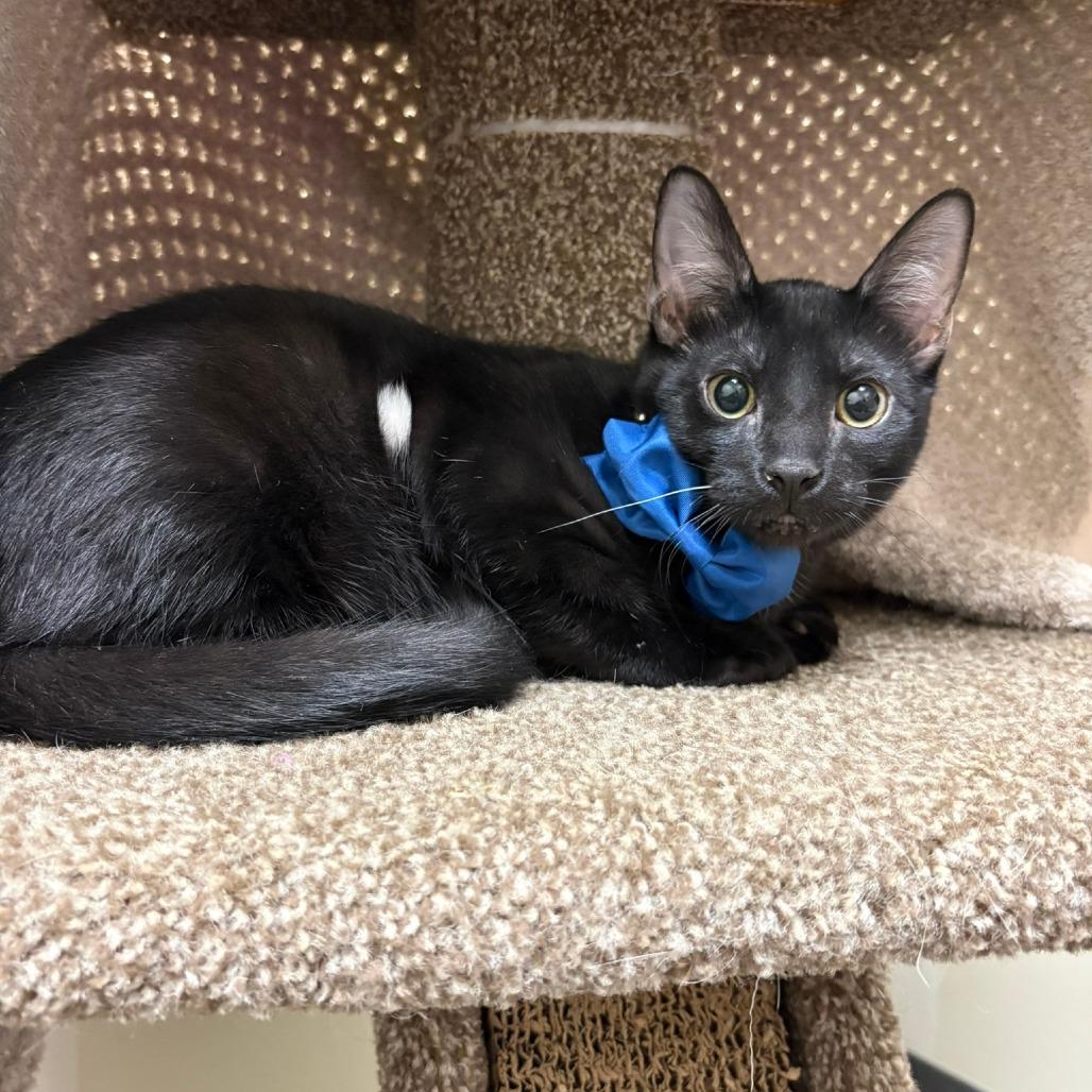 Tippy, a Adoptable Domestic Medium Hair in Flower Mound, TX image 5/6