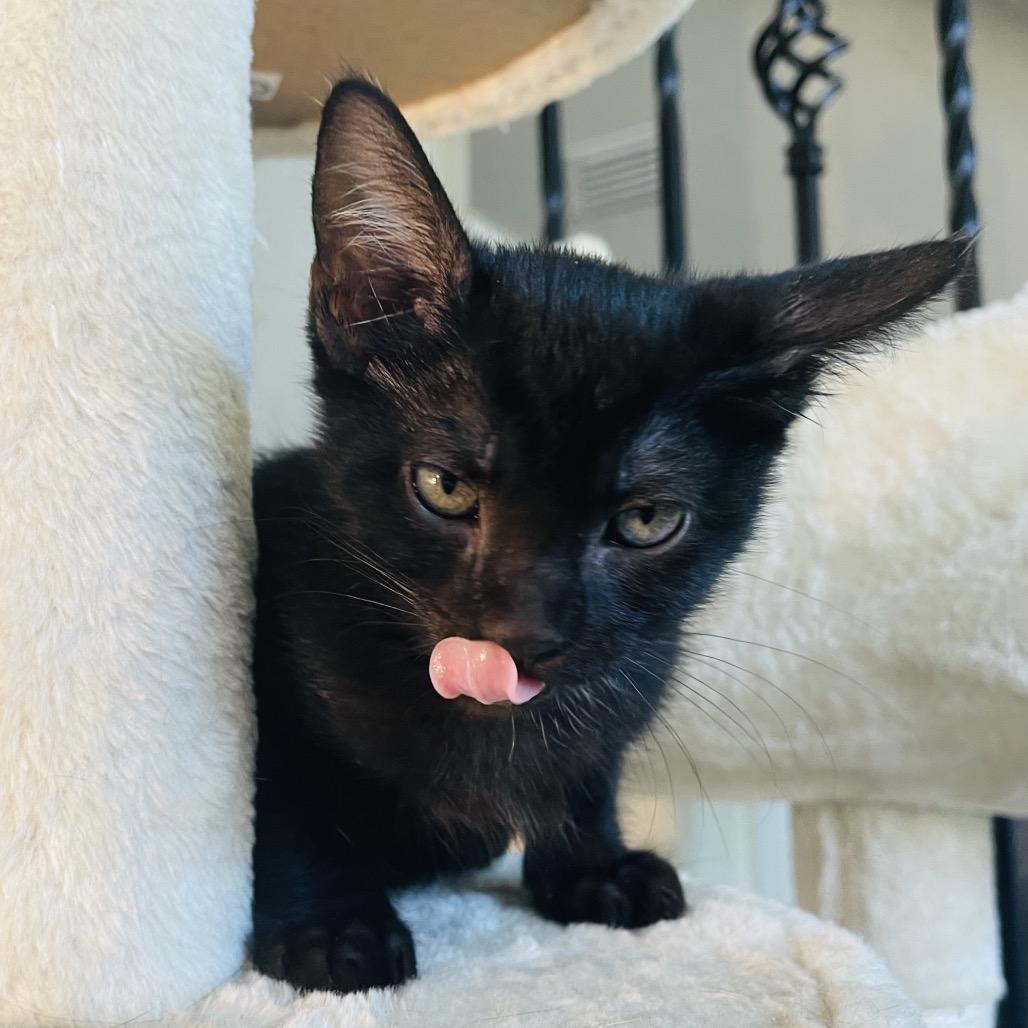 Enlarge Tippy, a Adoptable Domestic Medium Hair in Flower Mound, TX image 6/6