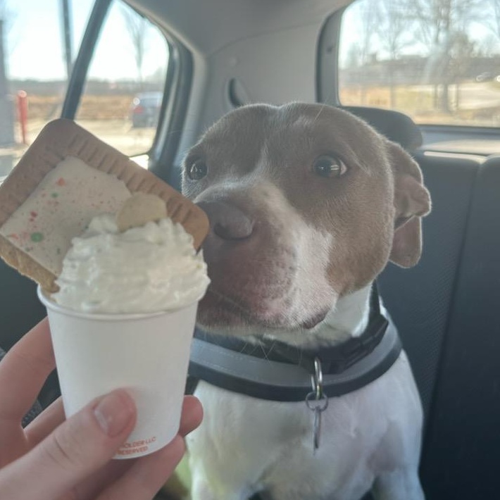 Jax, a Adoptable mixed breed in Dawsonville, GA image 4/6