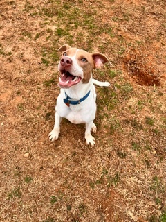 Jax, a Adoptable mixed breed in Dawsonville, GA image 5/6