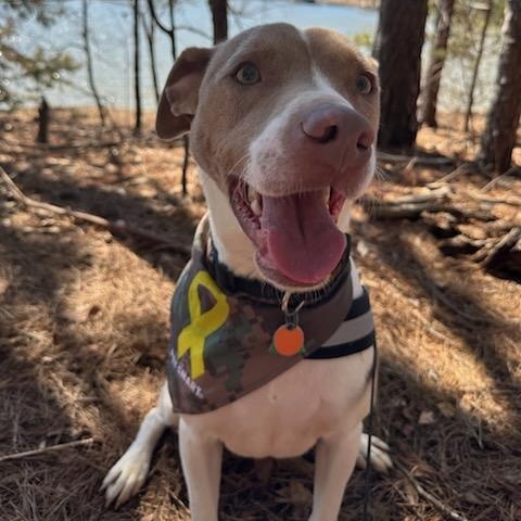 Jax, a Adoptable mixed breed in Dawsonville, GA image 1/6