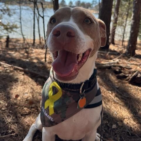 Jax, a Adoptable mixed breed in Dawsonville, GA image 3/6