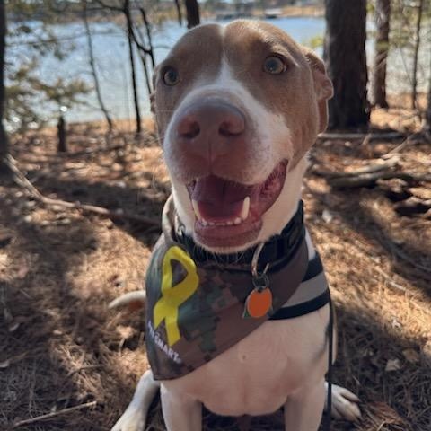 Jax, a Adoptable mixed breed in Dawsonville, GA image 2/6