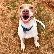 Jax, a Adoptable mixed breed in Dawsonville, GA image 6/6