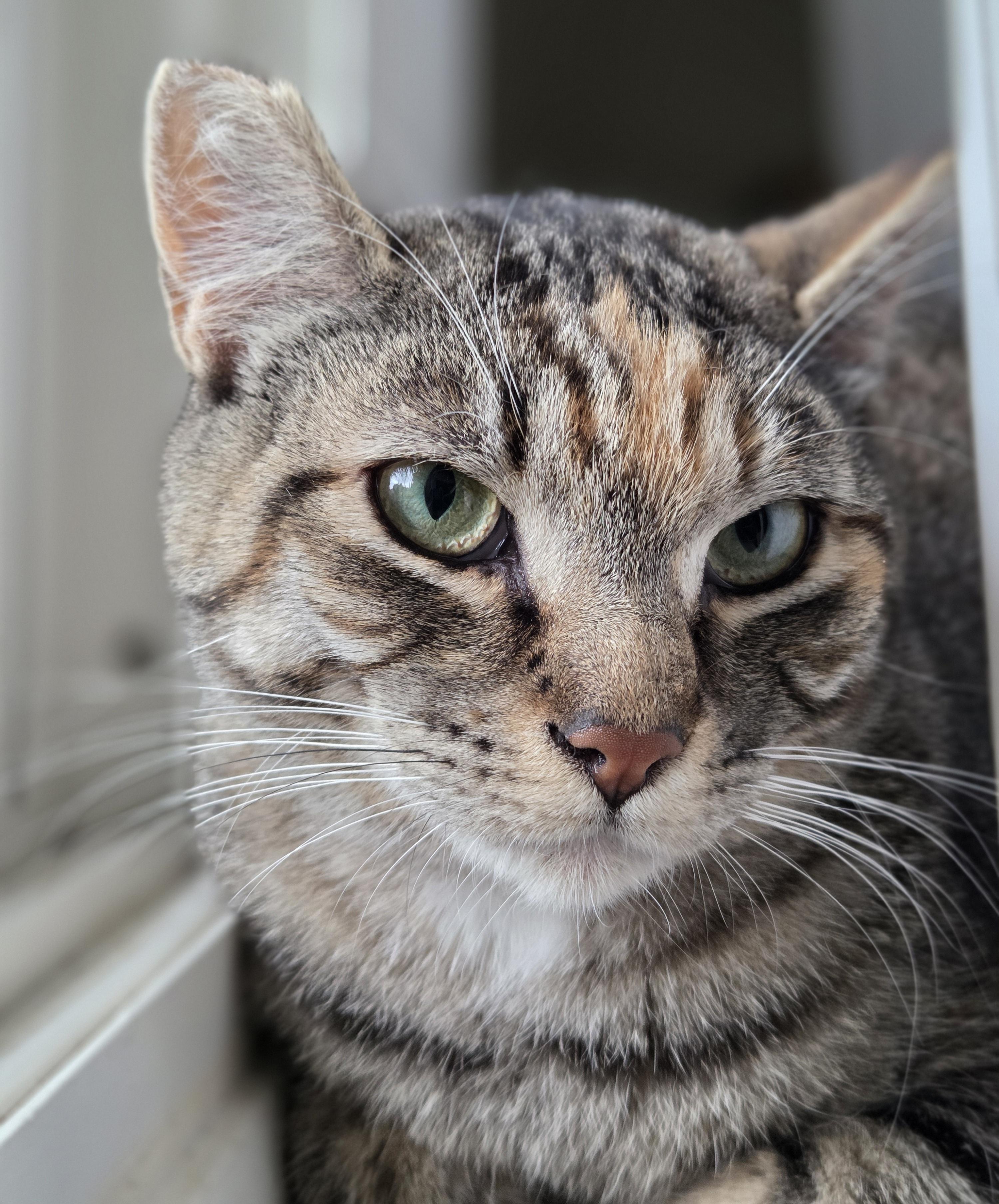 Mandy, ADOPTABLE, Young Female Torbie.