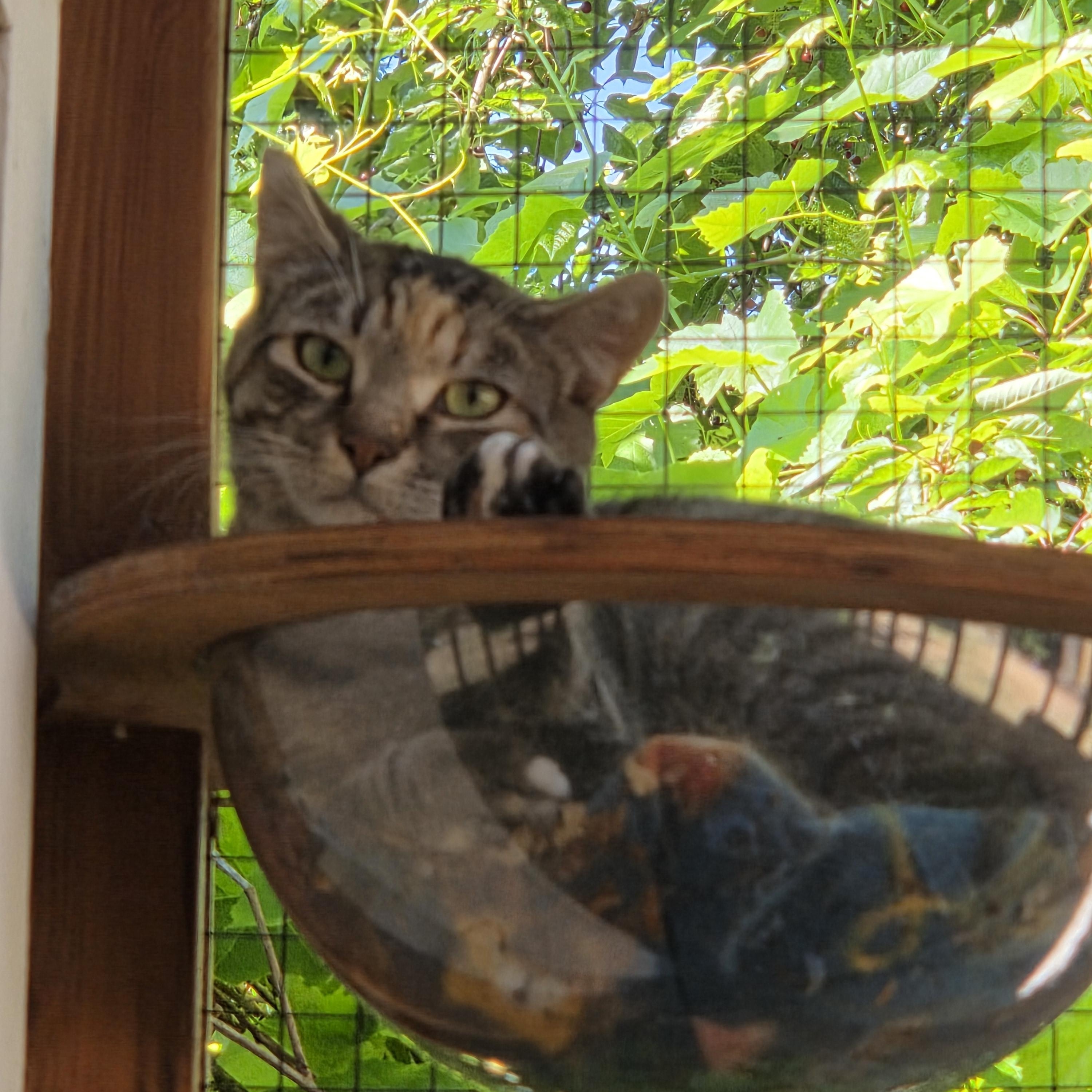 Enlarge Mandy, a ADOPTABLE Torbie in Des Moines , WA image 2/2