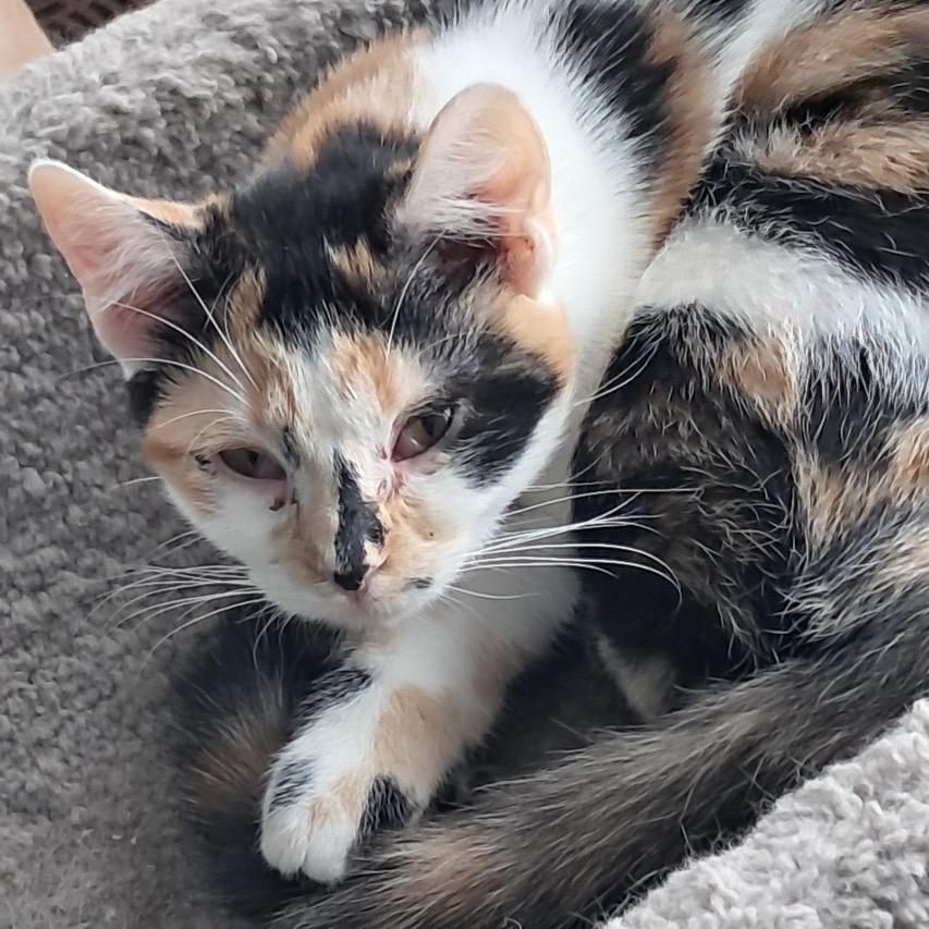 Lico, Adoptable, Young Female Domestic Short Hair.