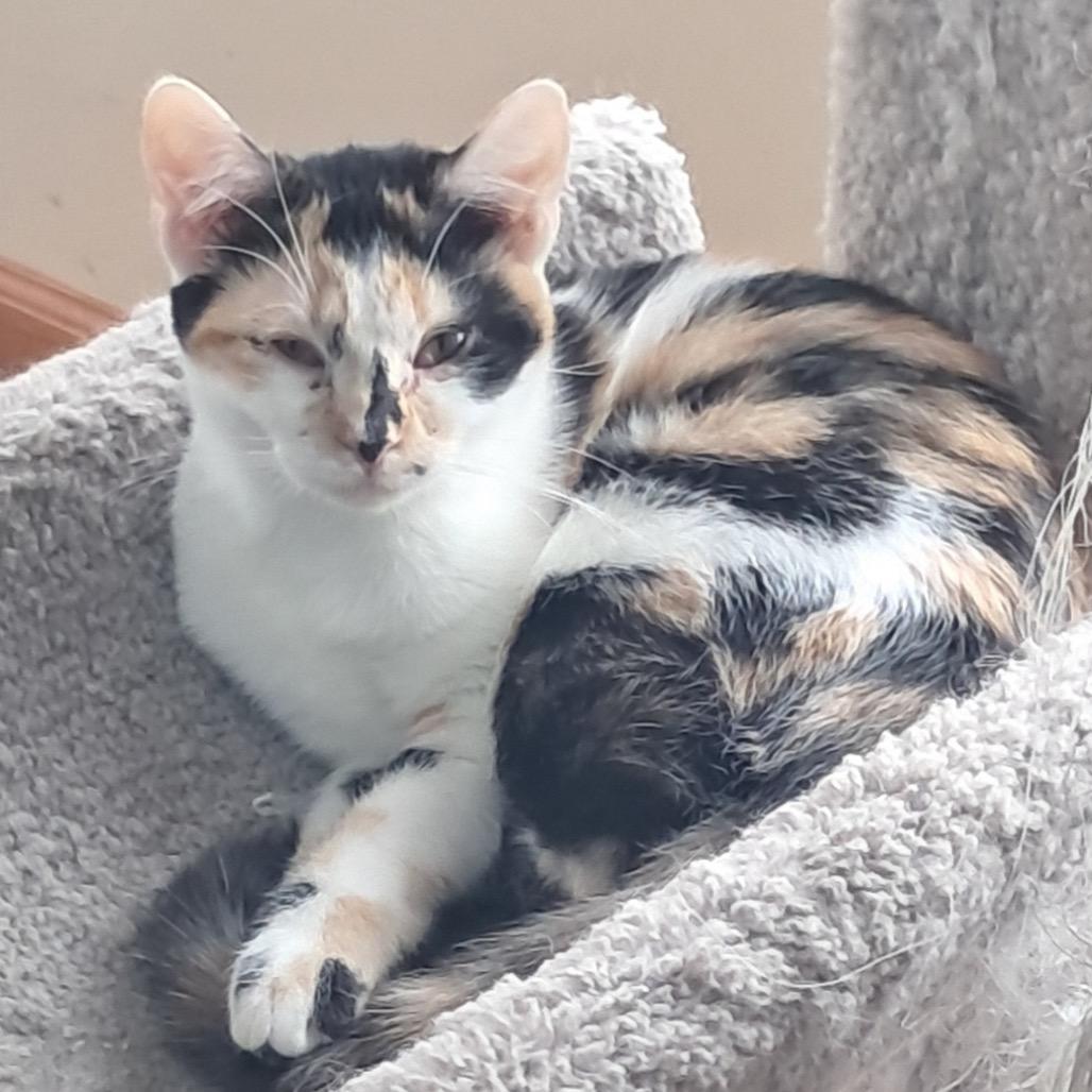 Lico, a Adoptable Domestic Short Hair in Oak Hill, WV image 2/2