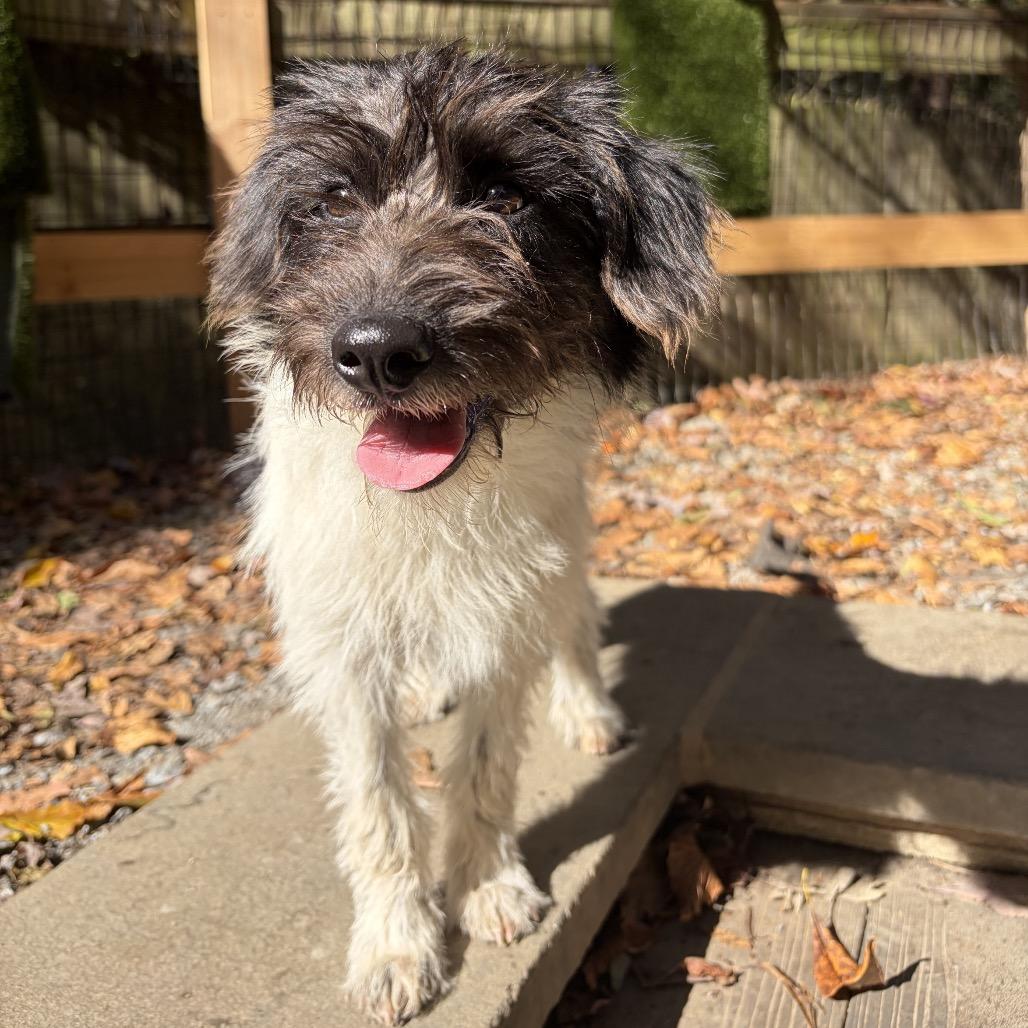Enlarge Bernadette, a Adoptable mixed breed in West Chester, PA image 1/1