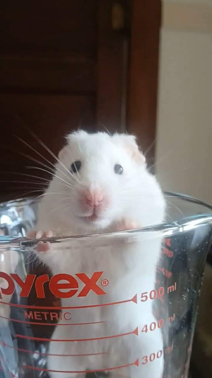 Casper, Adoptable, Young Male Hamster.