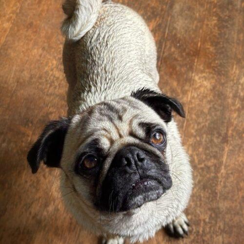 Myrtle, Adoptable, Young Female Pug.