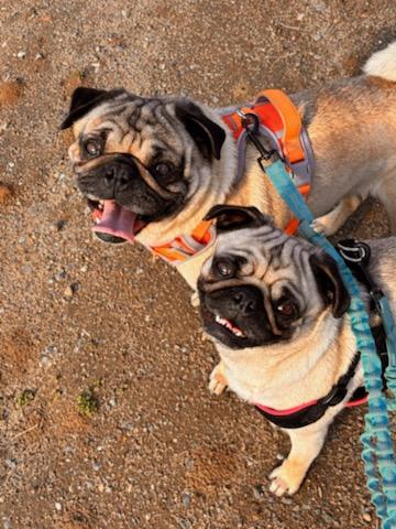 Enlarge Myrtle, a Adoptable Pug in Seattle, WA image 2/5