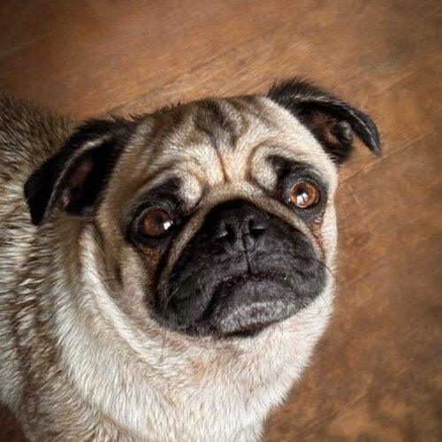 Enlarge Myrtle, a Adoptable Pug in Seattle, WA image 3/5