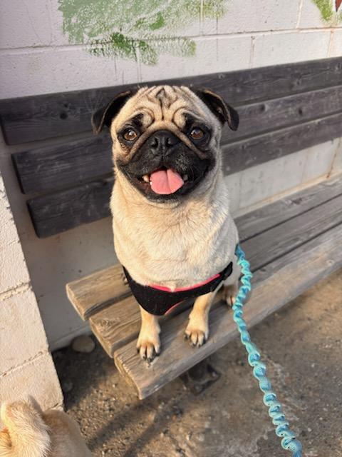 Enlarge Myrtle, a Adoptable Pug in Seattle, WA image 4/5