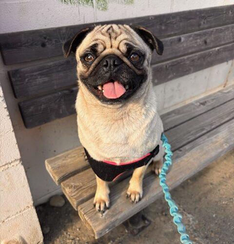 Enlarge Myrtle, a Adoptable Pug in Seattle, WA image 5/5