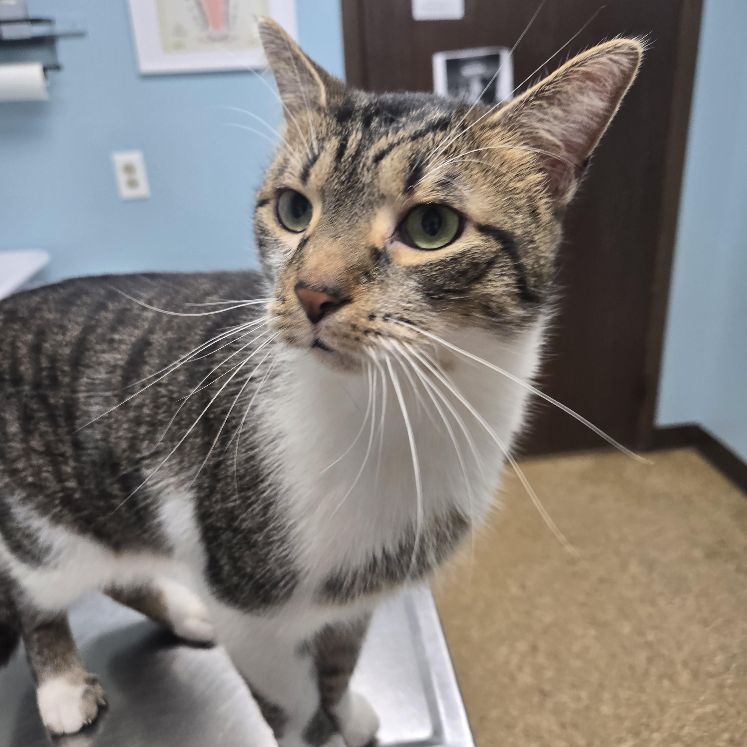 Enlarge Cookie, an adopted American Shorthair in Toledo, OH image 2/2