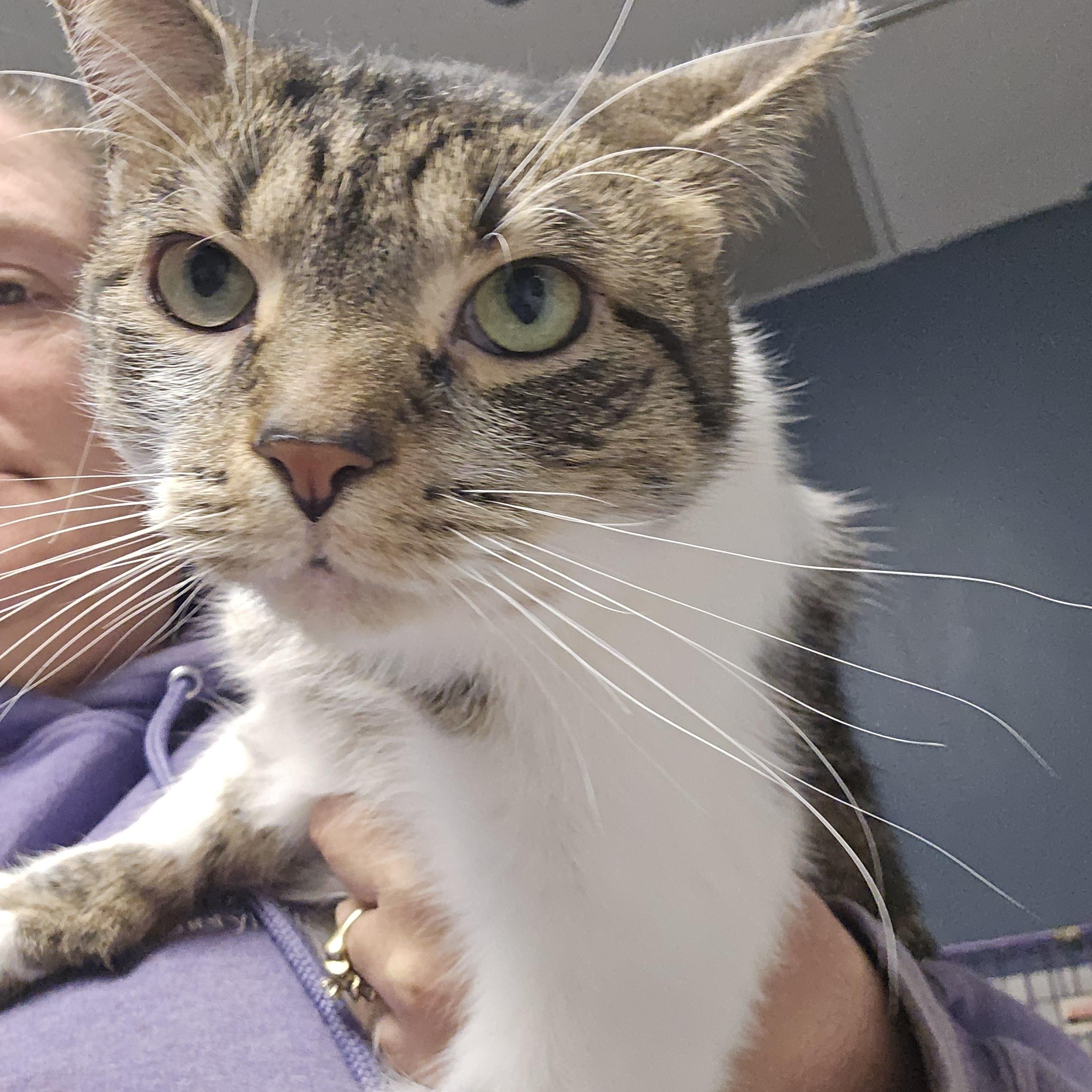 Enlarge Cookie, an adopted American Shorthair in Toledo, OH image 1/2