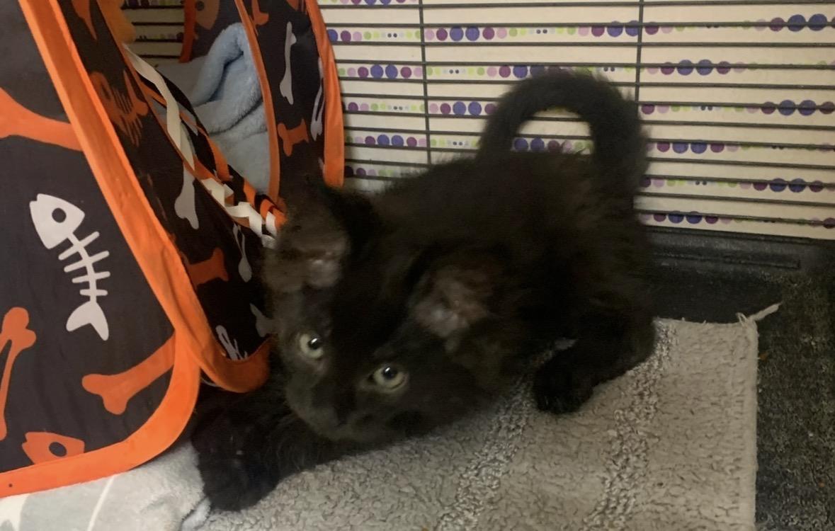 Pipit, Adoptable, Kitten Female Domestic Short Hair.