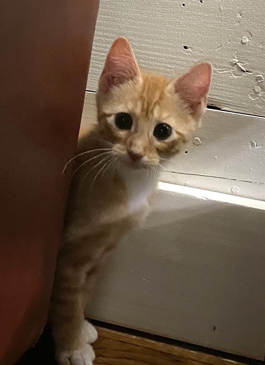 Moose, Adopted, Young Male Domestic Short Hair.